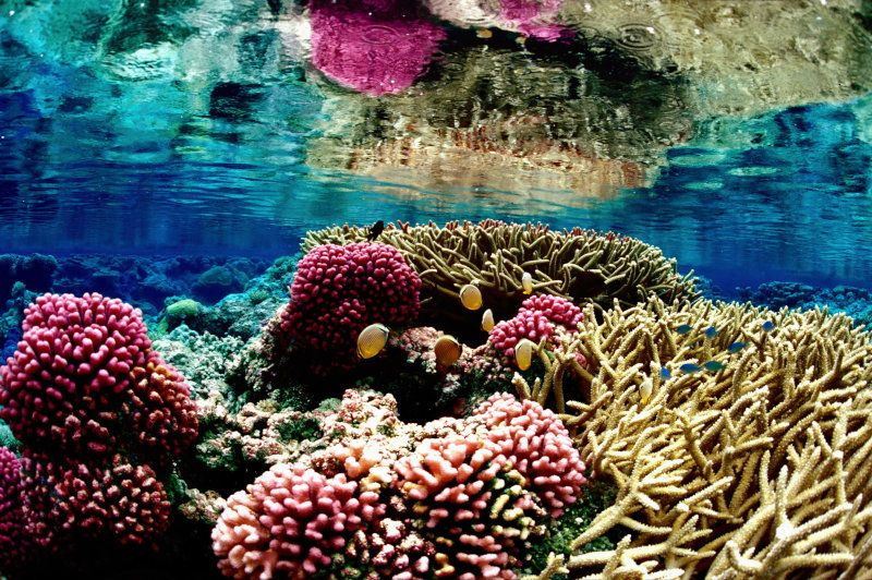 Marie-Vasse-Coral_reef_at_palmyra